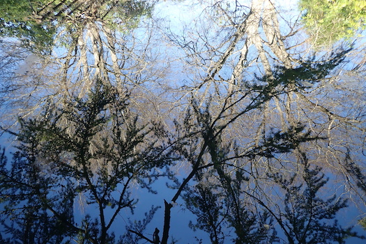 Trees reflected in still water