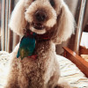 Tucker the dog Tucker the dog