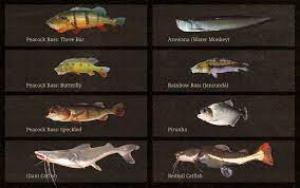 Research: The species in Amazon river