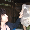 Carol and Koala in Australia